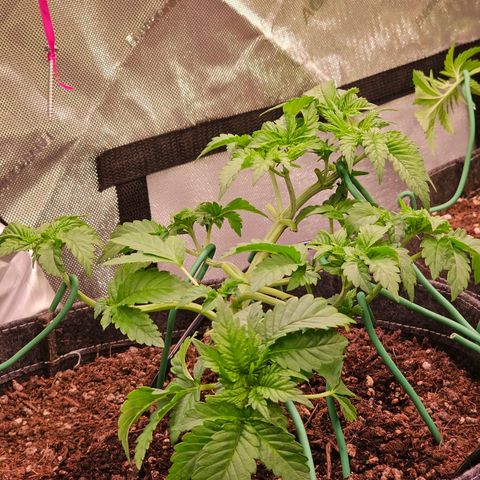 Gorilla Super Glue  #1 growlog timeline photo