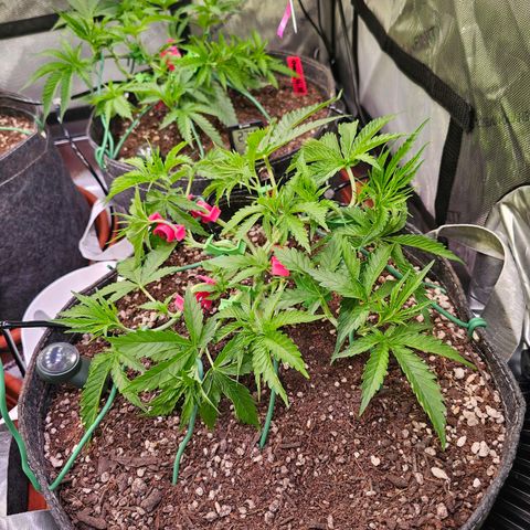 Orange Hill Spezial  #1 growlog timeline photo