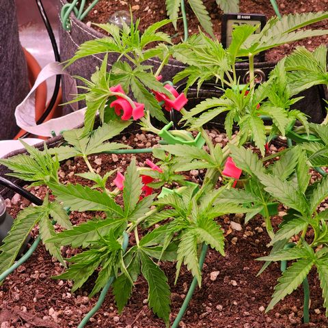 Orange Hill Spezial  #1 growlog timeline photo