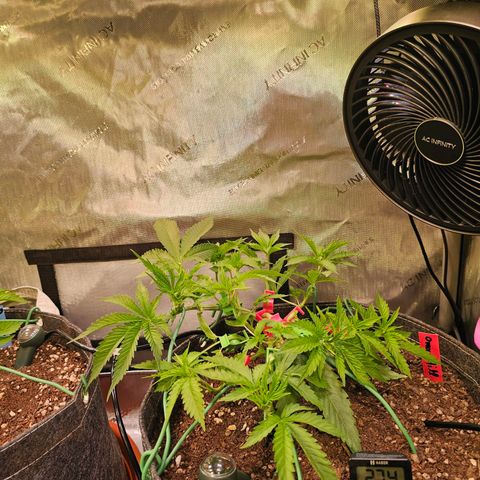 Orange Hill Spezial  #2 growlog timeline photo