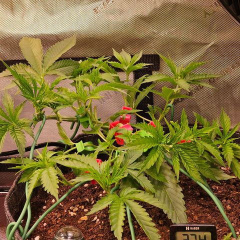 Orange Hill Spezial  #2 growlog timeline photo