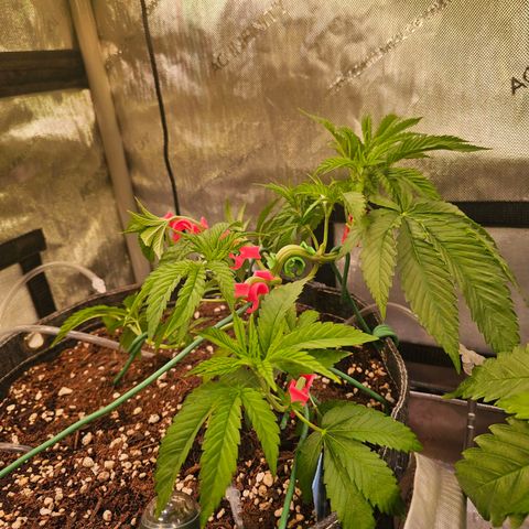 Melonade Runtz growlog timeline photo