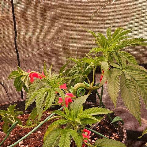 Melonade Runtz growlog timeline photo