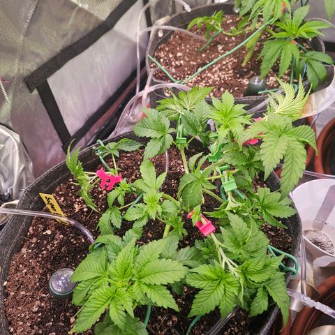Gorilla Super Glue  #1 growlog timeline photo