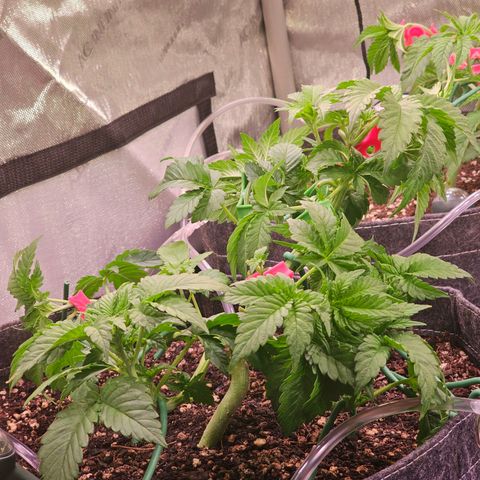 Gorilla Super Glue  #1 growlog timeline photo