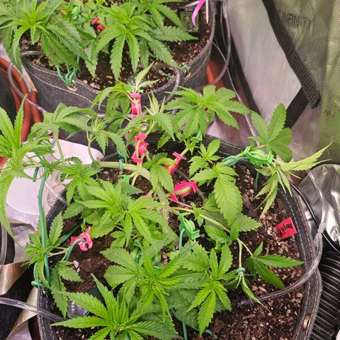 Orange Hill Spezial  #1 growlog timeline photo