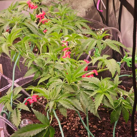 Orange Hill Spezial  #1 growlog timeline photo