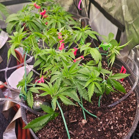 Orange Hill Spezial  #1 growlog timeline photo