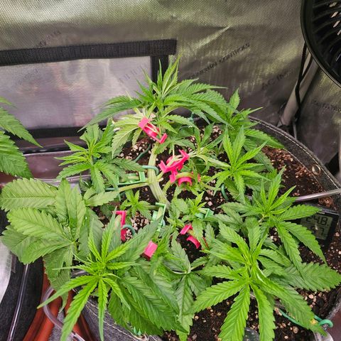 Orange Hill Spezial  #2 growlog timeline photo