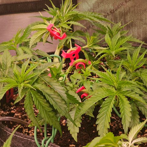 Orange Hill Spezial  #2 growlog timeline photo