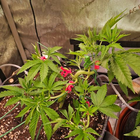 Melonade Runtz growlog timeline photo