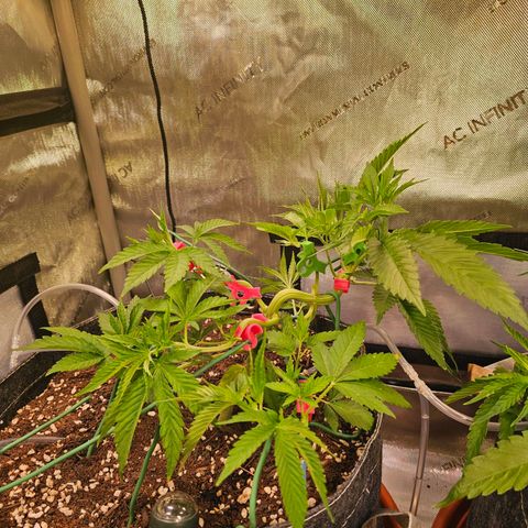 Melonade Runtz growlog timeline photo