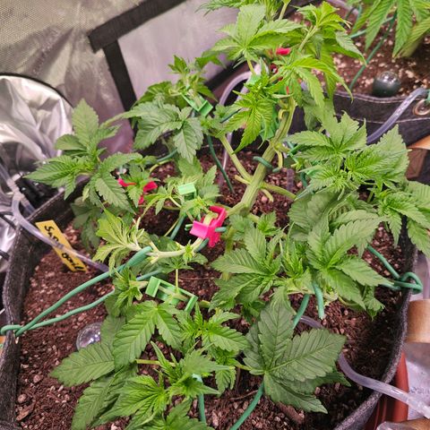 Gorilla Super Glue  #1 growlog timeline photo