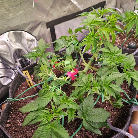Gorilla Super Glue  #1 growlog timeline photo