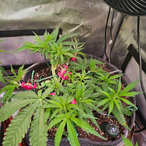 Orange Hill Spezial  #1 growlog timeline photo