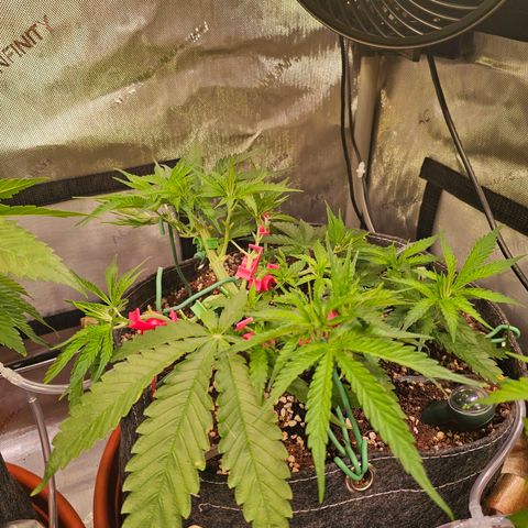 Orange Hill Spezial  #1 growlog timeline photo