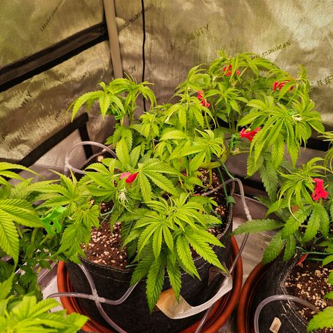 Melonade Runtz growlog timeline photo