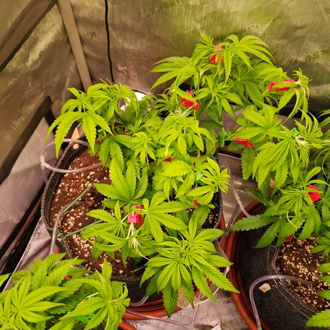 Melonade Runtz growlog timeline photo