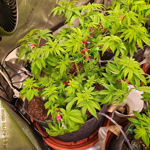 Gorilla Super Glue  #1 growlog timeline photo