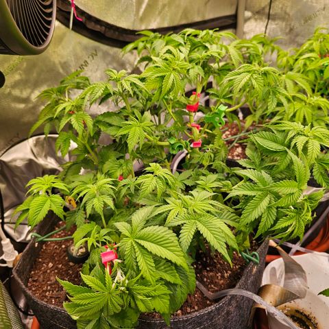 Gorilla Super Glue  #1 growlog timeline photo