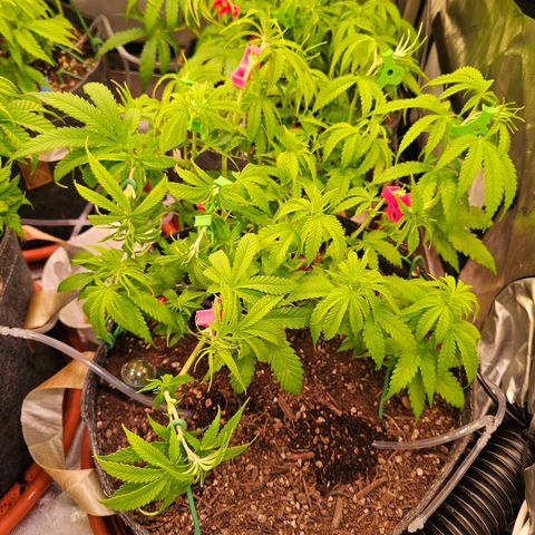 Orange Hill Spezial  #1 growlog timeline photo