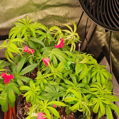 Orange Hill Spezial  #2 growlog timeline photo