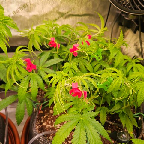 Orange Hill Spezial  #2 growlog timeline photo