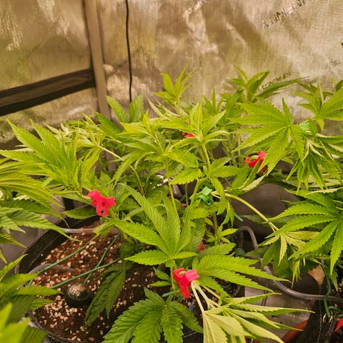 Melonade Runtz growlog timeline photo