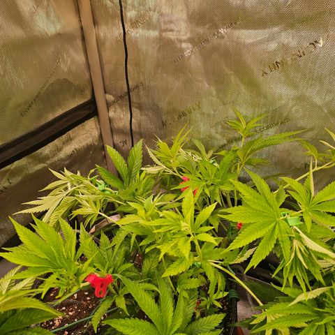 Melonade Runtz growlog timeline photo