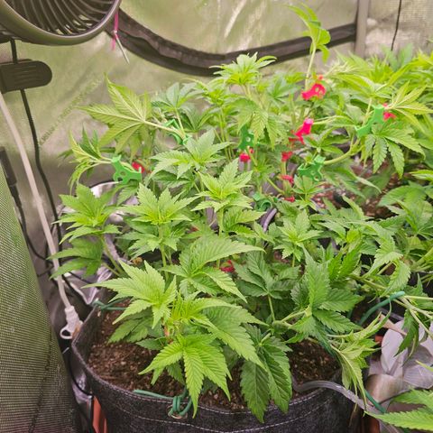 Gorilla Super Glue  #1 growlog timeline photo