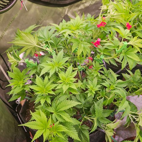 Gorilla Super Glue  #1 growlog timeline photo