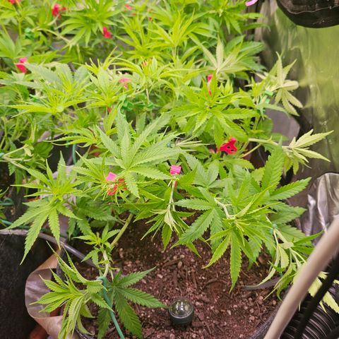 Orange Hill Spezial  #1 growlog timeline photo