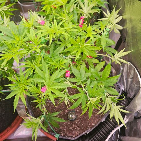 Orange Hill Spezial  #1 growlog timeline photo