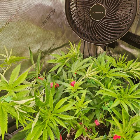 Orange Hill Spezial  #2 growlog timeline photo