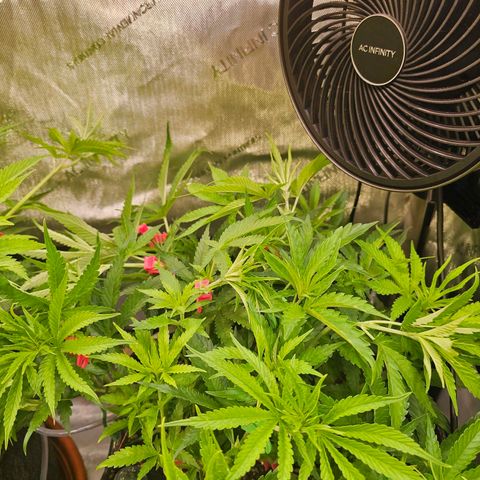 Orange Hill Spezial  #2 growlog timeline photo