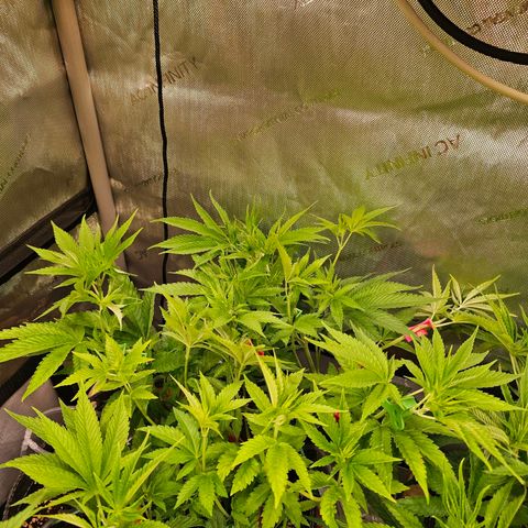 Melonade Runtz growlog timeline photo