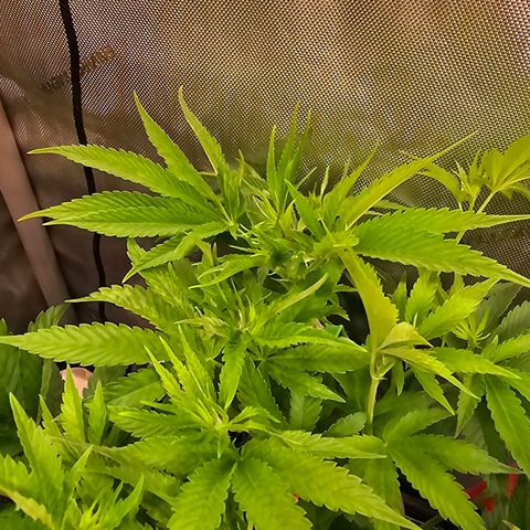 Melonade Runtz growlog timeline photo