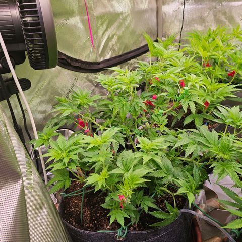 Gorilla Super Glue  #1 growlog timeline photo