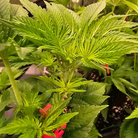 Gorilla Super Glue  #1 growlog timeline photo