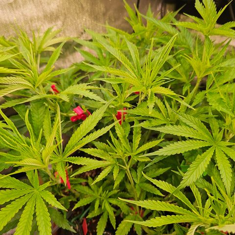 Orange Hill Spezial  #1 growlog timeline photo