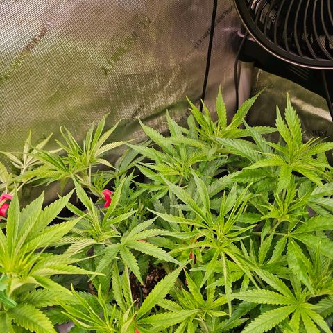 Orange Hill Spezial  #1 growlog timeline photo