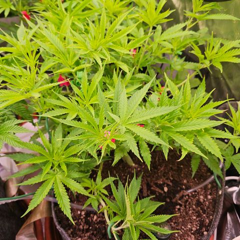 Orange Hill Spezial  #2 growlog timeline photo