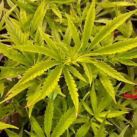 Orange Hill Spezial  #2 growlog timeline photo