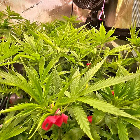 Orange Hill Spezial  #2 growlog timeline photo