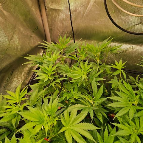 Melonade Runtz growlog timeline photo