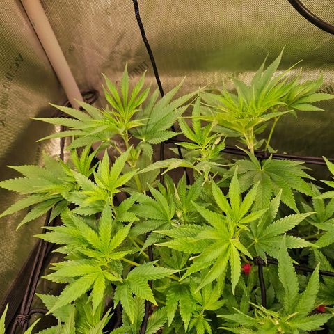 Melonade Runtz growlog timeline photo