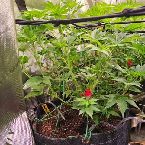 Gorilla Super Glue  #1 growlog timeline photo