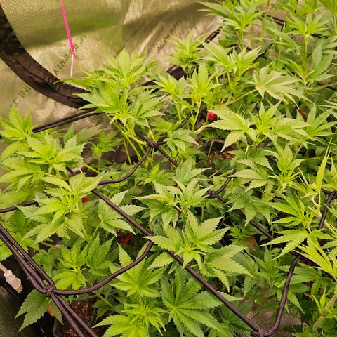 Gorilla Super Glue  #1 growlog timeline photo