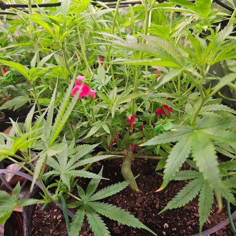 Orange Hill Spezial  #1 growlog timeline photo