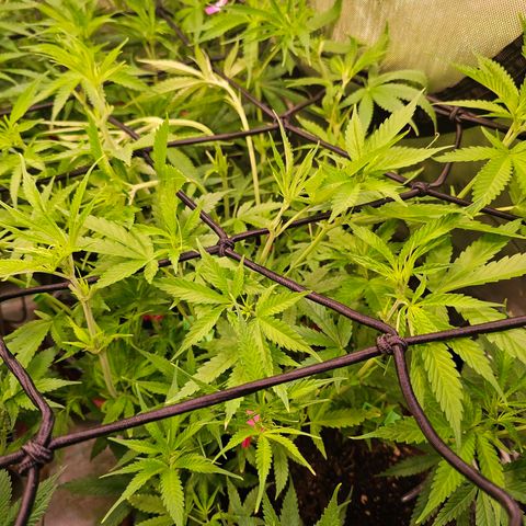 Orange Hill Spezial  #1 growlog timeline photo